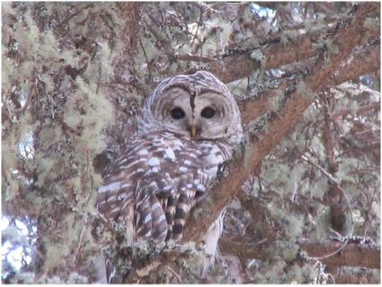 Photo of - Barred Owl Nesting Box